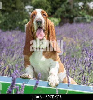 Basset-Hund. Der Hund sitzt in Lavendel Stockfoto