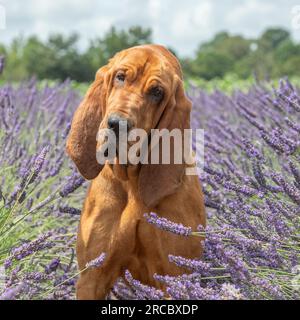 Bluthund im Lavendelfeld Stockfoto