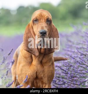 bluthund steht im Lavendelfeld Stockfoto