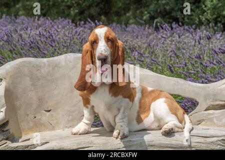 Basset-Hund. Hund sitzt auf einem Stuhl in Lavendel Stockfoto