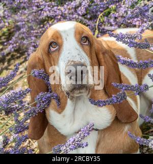 Basset-Hund. Der Hund sitzt in Lavendel Stockfoto