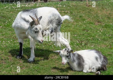 Zwergziege-Mutter mit ihrem kleinen Ziegenbaby Stockfoto