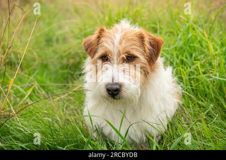 Jack Russell Terrier Hund Stockfoto
