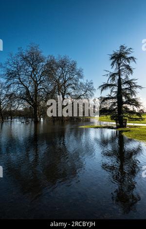 Bäume im Flutwasser des Flusses Avon bei Lacock, Wiltshire Stockfoto