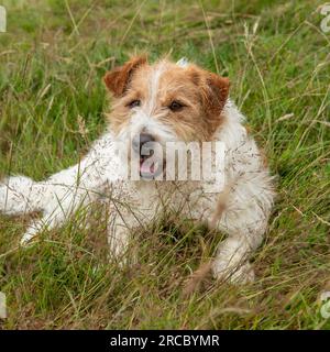 Jack Russell Terrier Hund Stockfoto