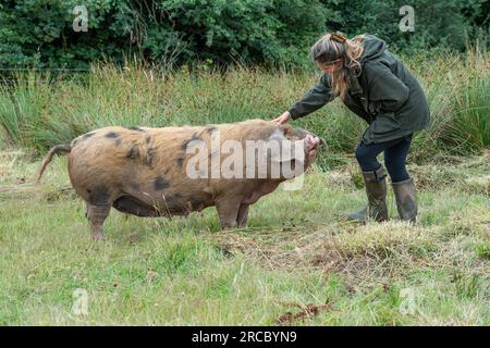 Oxford Sandy Black Pig und ihr Besitzer Stockfoto
