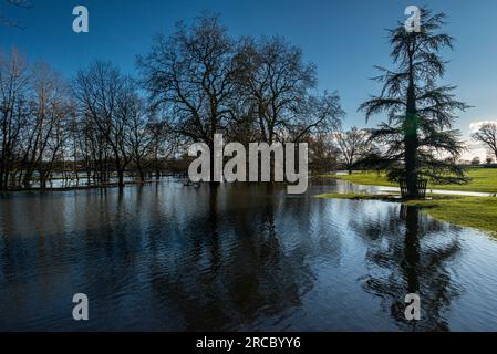 Bäume im Flutwasser des Flusses Avon bei Lacock, Wiltshire Stockfoto