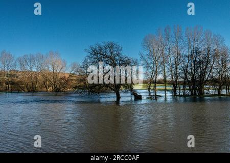 Bäume im Flutwasser des Flusses Avon bei Lacock, Wiltshire Stockfoto