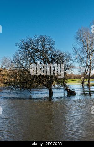 Bäume im Flutwasser des Flusses Avon bei Lacock, Wiltshire Stockfoto