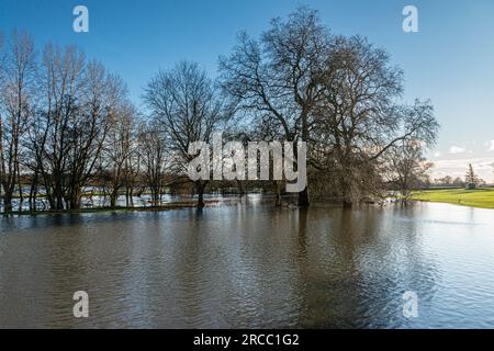 Bäume im Flutwasser des Flusses Avon bei Lacock, Wiltshire Stockfoto