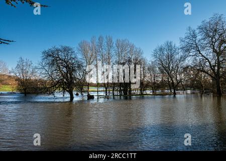 Bäume im Flutwasser des Flusses Avon bei Lacock, Wiltshire Stockfoto