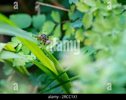 Gewöhnlicher Arbeiter Wasp mit Sand oder Erde im Unterkiefer vom Nestplatz. Stockfoto