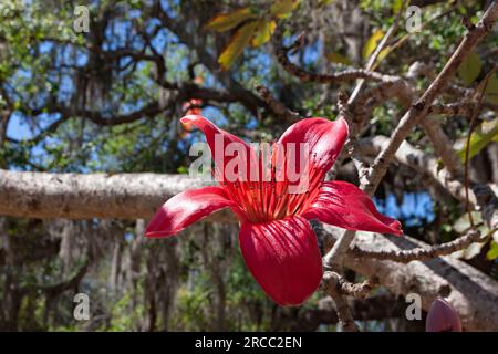 Nahaufnahme der karmesinroten Blume des Kapok-Baumes oder des roten Baumwollbaums aus Seide. In Sarasota, Florida. Der Baum wurde 1912 in Florida eingeführt. Stockfoto