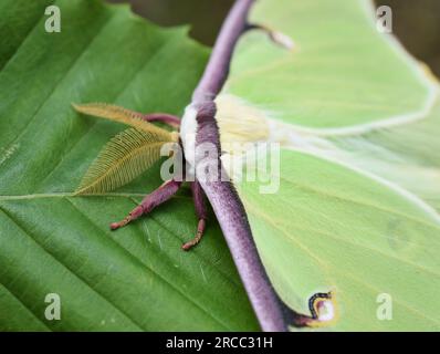 Nahaufnahme der amerikanischen Mondmotte ACTIAS luna auf einem Blatt im Freien Stockfoto