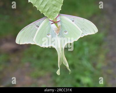 Die Unterseite der amerikanischen Mondmotte ACTIAS luna hängt von einem Blatt im Freien Stockfoto