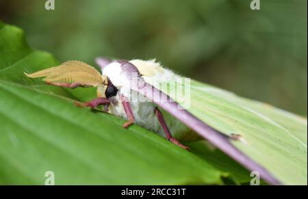 Nahaufnahme der amerikanischen Mondmotte ACTIAS luna auf einem Blatt im Freien Stockfoto