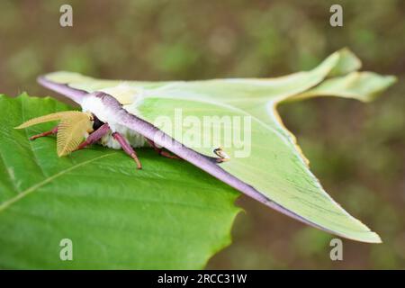 Nahaufnahme der amerikanischen Mondmotte ACTIAS luna auf einem Blatt im Freien Stockfoto