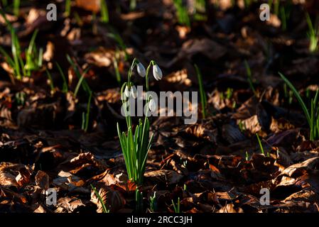 Schneeglöckchen (Galanthus nivalis) Stockfoto