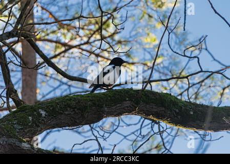 Eine Elster (Pica pica), die auf einem Ast eines Baumes steht Stockfoto