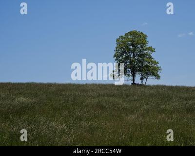 Inmitten des faszinierenden Sky Meadows State Park in Virginia, USA, steht ein einsamer Baum hoch und stolz auf einer ruhigen Wiese. Gegen den Rücken Stockfoto