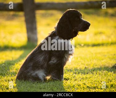 Blauer englischer Cocker Spaniel Welpe Stockfoto