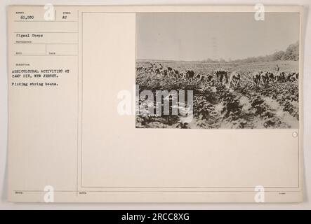 Soldaten von Camp Dix in New Jersey, die an landwirtschaftlichen Aktivitäten teilnehmen, indem sie Bohnen pflücken. Dieses Foto, das vom Signalkorps aufgenommen wurde, zeigt die Anstrengungen, die während des Ersten Weltkriegs unternommen wurden, um Nahrungsmittel im Rahmen des Krieges zu produzieren. Stockfoto