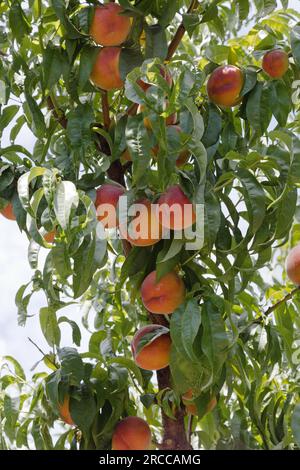 Pfirsiche-Obstgarten "Prunus persica", Erntezeit, Washington. Stockfoto