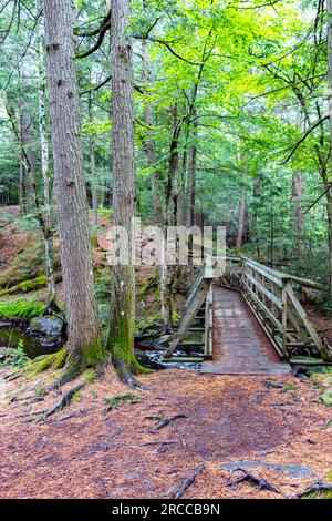 Hölzerne Fußgängerbrücke durch dichten grünen Wald Stockfoto