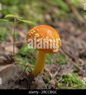 Ein Yellow Patches-Pilz auf einem Waldboden in Muskoka Stockfoto