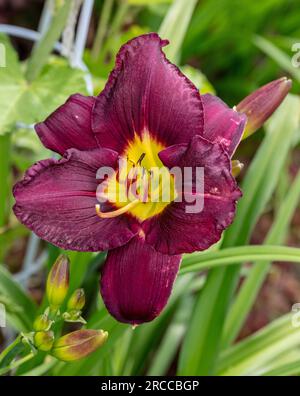 'Bela Lugosi' Taglilie, Daglilja (Hemerocallis) Stockfoto