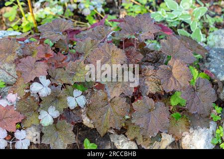 'Palace Purple' Kleine-leaved Alaun Wurzel, Småblommig alunrot (Heuchera micrantha) Stockfoto