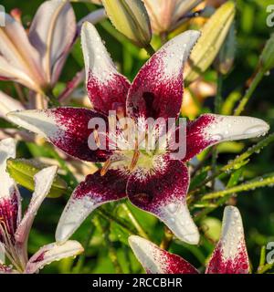 'Tango Cappuccino' Asiatische Lilie, Asiatisk lilja (Lilium asiatica) Stockfoto