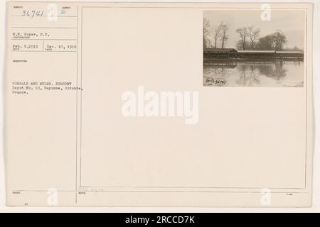 Soldaten, die im Ersten Weltkrieg Maultiere im Remunt Depot Nr. 10 in Bayonne, Frankreich, umkreisten. Das Foto wurde von S.C. W.W. gemacht Soper am 5. Februar 1919. Stockfoto