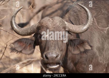Porträt des Cape Buffalo aus nächster Nähe, der größten Büffelart im Süden und Ostafrika Stockfoto
