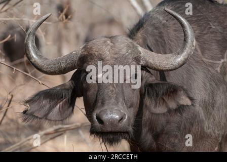 Porträt des Cape Buffalo aus nächster Nähe, der größten Büffelart im Süden und Ostafrika Stockfoto
