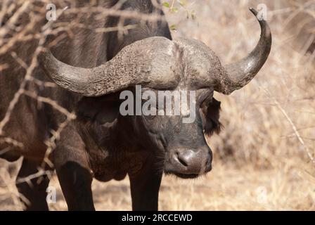 Porträt des Cape Buffalo aus nächster Nähe, der größten Büffelart im Süden und Ostafrika Stockfoto