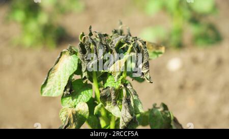 Durch Frost beschädigte Kartoffelpflanzen. Kartoffelpflanzen mit Anzeichen von Frostschäden an Blättern. Stockfoto