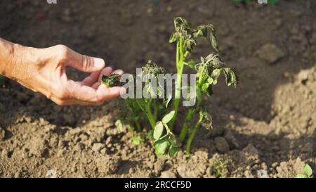 Durch Frost beschädigte Kartoffelpflanzen. Stockfoto