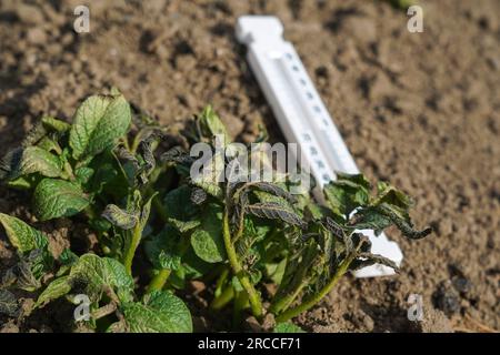 Durch Frost beschädigte Kartoffelpflanzen. Kartoffelpflanzen mit Anzeichen von Frostschäden an Blättern. Stockfoto