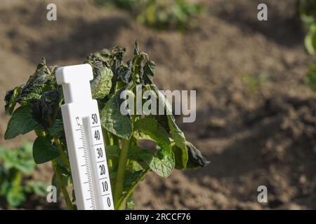 Durch Frost beschädigte Kartoffelpflanzen. Kartoffelpflanzen mit Anzeichen von Frostschäden an Blättern. Stockfoto