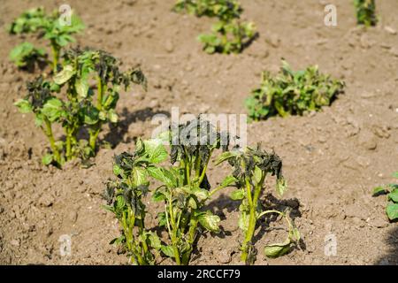 Durch Frost beschädigte Kartoffelpflanzen. Kartoffelpflanzen mit Anzeichen von Frostschäden an Blättern. Stockfoto