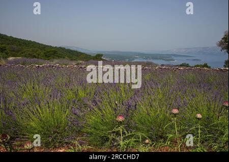 Violette Blumen im Lavendelfeld auf der Insel Hvar, Kroatien über der Adria Stockfoto
