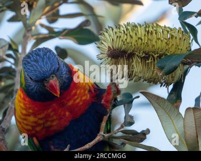 Nahaufnahme eines Regenbogens, Lorikeet, Australischer Vogel, nahe eines Blütenspiegels an der gelben Küste von Banksia Stockfoto