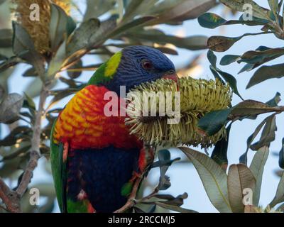 Nahaufnahme eines Regenbogens Lorikeet, australischer Vogel, der sich von einem Blütenspitzen der Yellow Coast Banksia ernährt Stockfoto