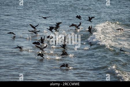 Eine Schar Vögel, die im Flug aus dem Meerwasser von einer Welle abflogen, die sie gesurft haben und dabei Spritzer hinterließen, schwarze Kormorane Stockfoto