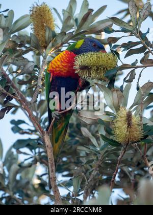 Ein Regenbogen-Lorikeet, australischer Vogel, der sich von einem gelben Küsten-Banksia-Blumenspitze ernährt Stockfoto