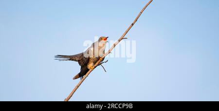 Kuckuckuck von Baum zu Baum, landet auf einem Ast und fliegt im Himmel, das beste Foto. Stockfoto