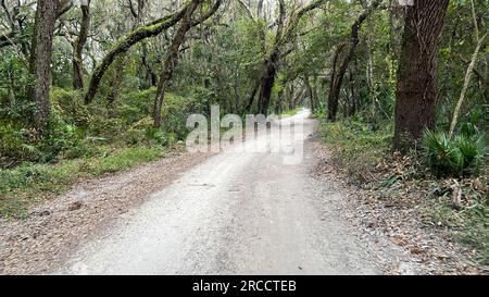 Die Fahrt durch den Wald im Timucuan Ecological National Park in Jacksonville, Florida. Stockfoto