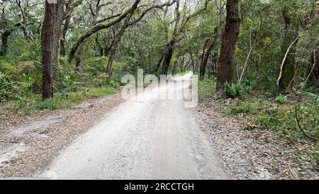 Die Fahrt durch den Wald im Timucuan Ecological National Park in Jacksonville, Florida. Stockfoto