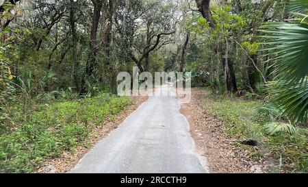 Die Fahrt durch den Wald im Timucuan Ecological National Park in Jacksonville, Florida. Stockfoto